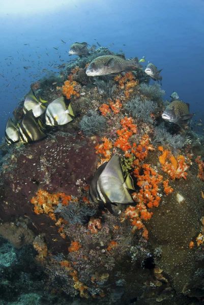 Indonesia, Komodo NP, Fish swim around coral